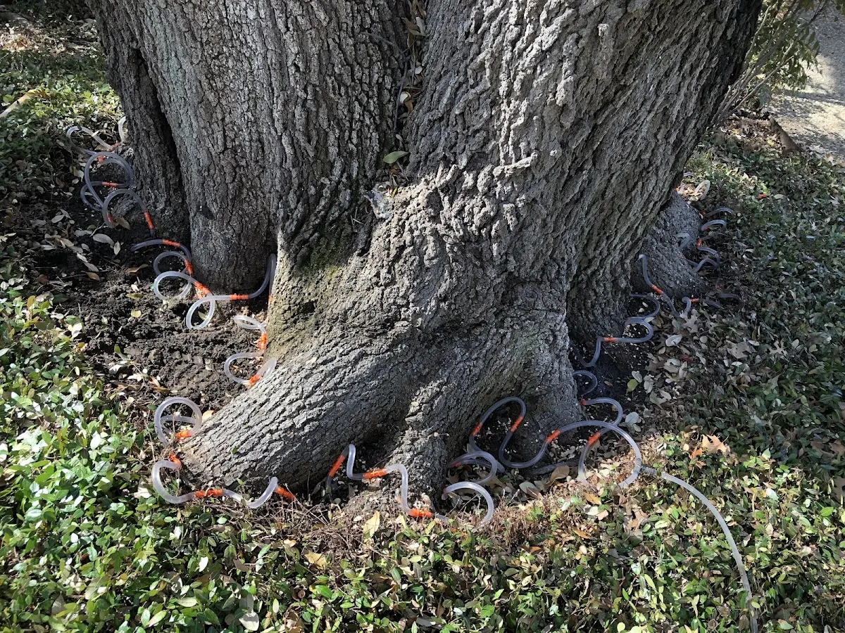 Detailed Tree Cabling and Bracing job site in Rhodesdale