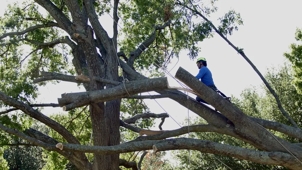Professional Crown Thinning performed by certified arborists in Rhodesdale