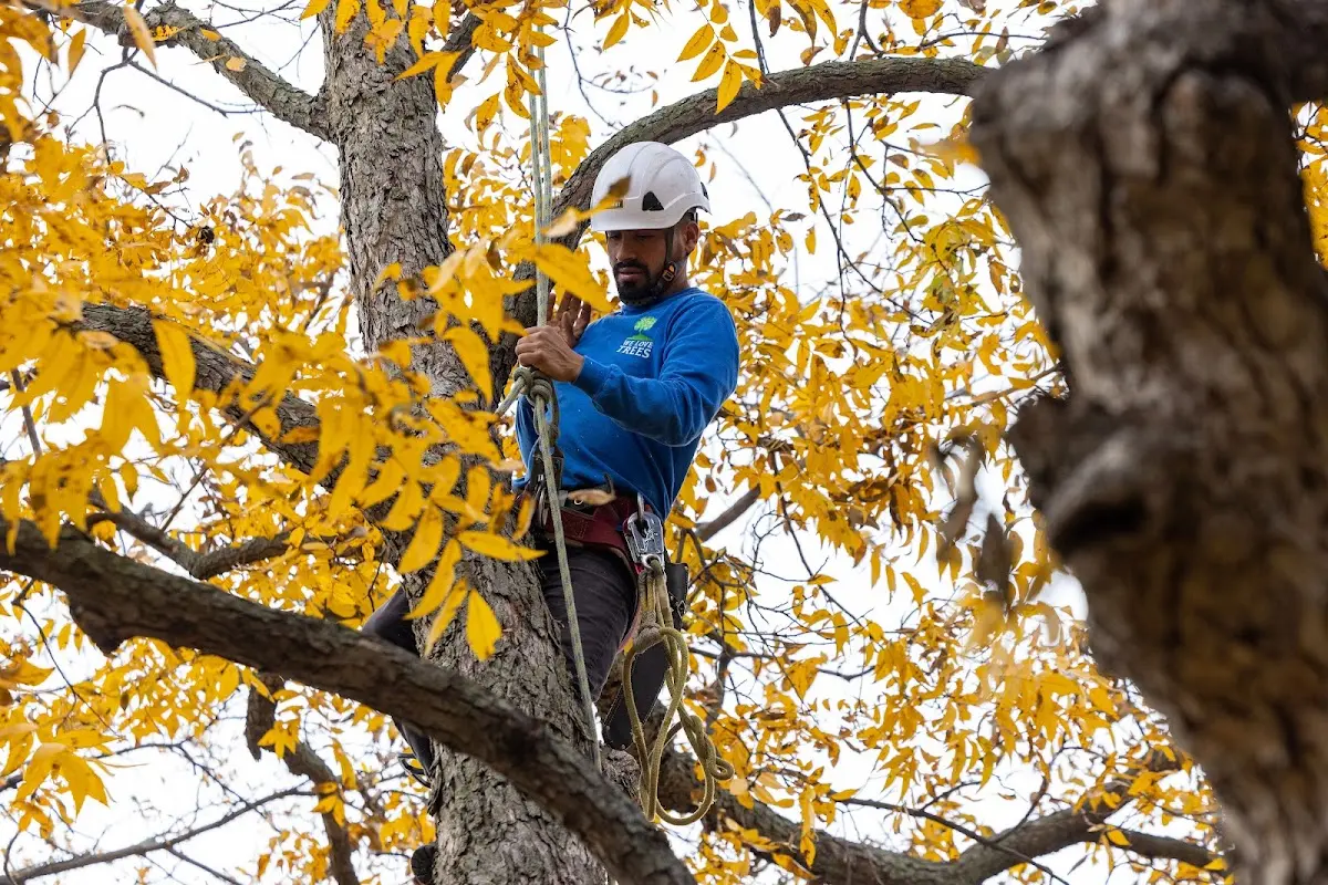 Skilled Tree Pruning crew working in Rhodesdale