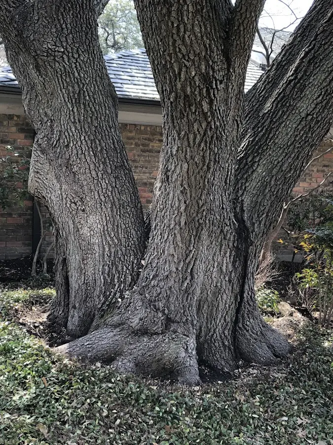 Mature heritage tree close to a Rhodesdale property cared for by certified arborists